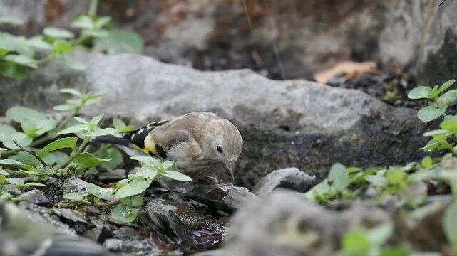 Stieglitz im Jugendkleid trinkt (Carduelis carduelis)