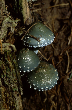 Stropharia aeruginosa or Verdigris Roundhead
