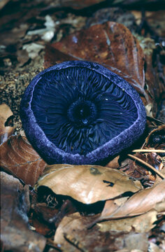Cortinarius violaceus or Cortinarius violaceus showing the gills underneath