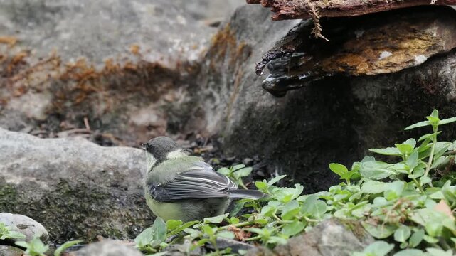 Kohlmeise trinkt (Parus major)
