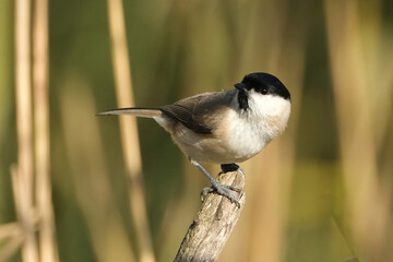 Marsh tit (Poecile palustris) perched on a branch in its natural habitat © Badr