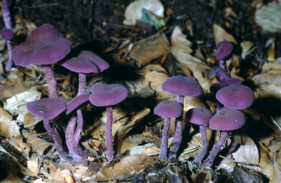 Laccaria amethystina or Amethyst Deceiver purple mushroom on forest floor