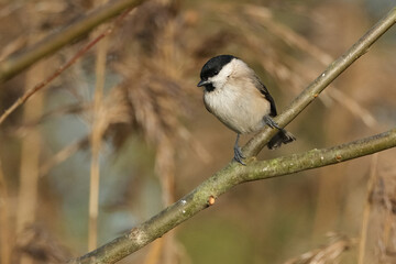 Marsh tit (Poecile palustris) or Willow tit perched on a branch in natural habitat © Badr