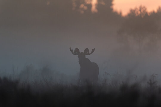 Moose bull silhouette in foggy forest meadow after sunset