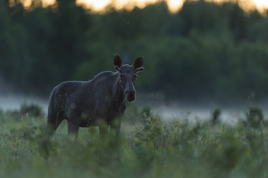 Moose bull at summer evening walking on misty forest meadow