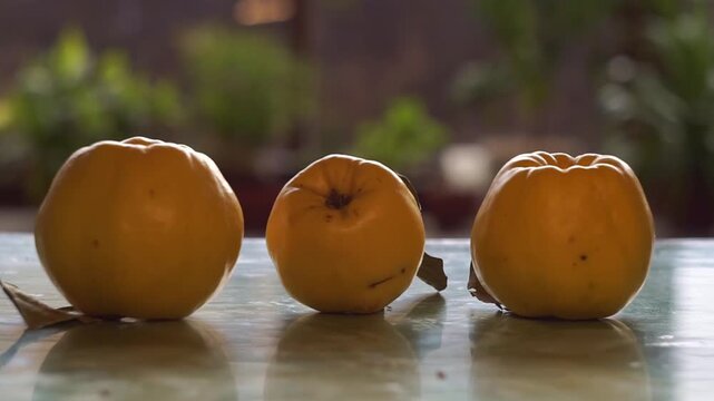 Slow motion camera panning of three ripe yellow quinces with green leaves in a row on a glossy table, horizontal video.