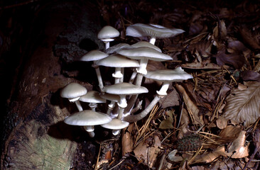 Oudemansiella mucida or Porcelain Fungus © love2explore