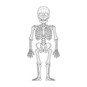 Anatomical human skeleton vector illustration, medical bone structure diagram, black and white line art of a full body skeleton isolated on White Background Single Editable icon