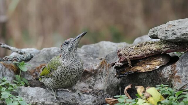Gr&uuml;nspecht im Jugendkleid trinkt (Picus viridis)
