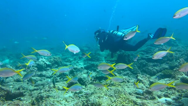 Close-up of a school of yellowtail fish swimming underwater. In the background, silhouettes of diver. Seabed exploration, marine ecosystem. Underwater world and the life of its inhabitants. Diving. 4K