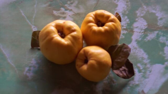 Side angle view of three ripe yellow quinces with dry autumn leaves on a green marbled surface, slow motion horizontal video.