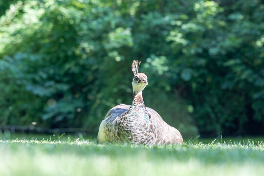Peahen resting in green grass looking forward