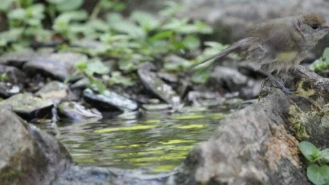 M&ouml;nchsgrasm&uuml;cke Weibchen badet (Sylvia atricapilla)