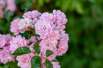 Fototapeta premium Pink climbing rose bush blooming in garden