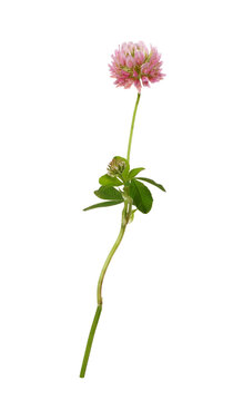 Pink clover flower with green leaves isolated on white or transparent background. Profile view..