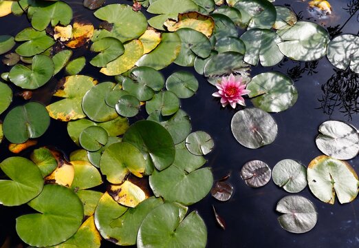 Pond with lilypads and pink blossom