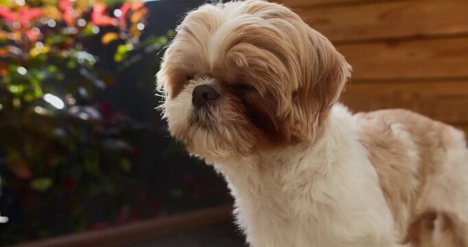 Cappuccino Shih Tzu Dog Portrait Against Rustic Wooden Wall