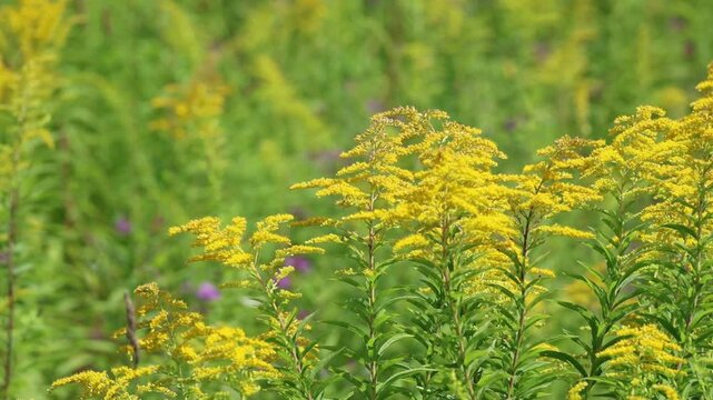 Goldenrod blooming in a wild meadow surrounded by green vegetation, slow motion