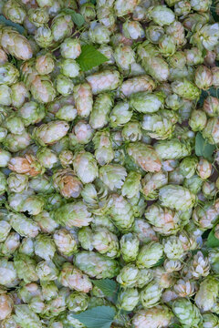 Fresh Green Hop Cones Are Tightly Clustered In Vertical Close-Up