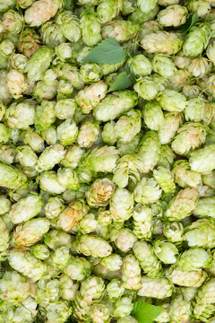 Vertical Close-Up Of Piled Hop Cones Forms A Dense Texture