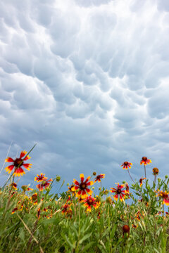 Impacts of Climate Change. El Ni&ntilde;o, the environment, rising global temperatures. Pollution and devastating storms featuring tornadoes and strong winds. Uncontrolled weather. Vertical