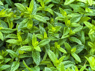 Fresh spearmint leaves forming a vibrant green natural background of lush spring growth © Rawf8