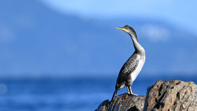 Cormoran hupp&eacute; de M&eacute;diterran&eacute;e pos&eacute; face &agrave; la mer &agrave; Port-Cros, Var