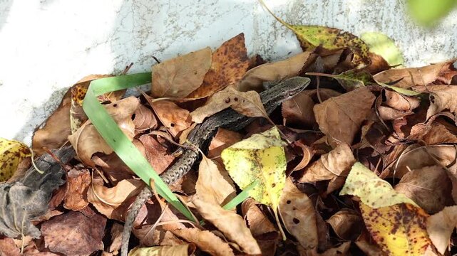Two lizards moving among dry fallen leaves in natural habitat, slow motion