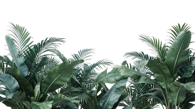 Lush tropical palm leaf canopy as transparent cutout