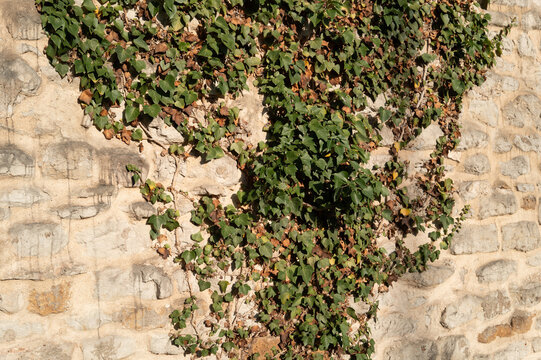 Green ivy plant climbing stone wall texture