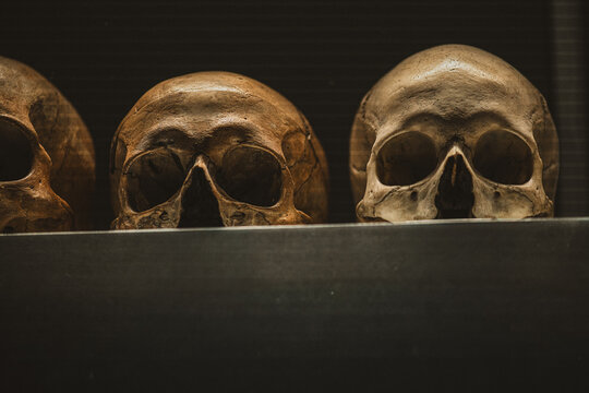 Ancient human skulls in museum display