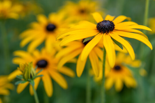 Black-eyed susan flowers blooming in summer garden