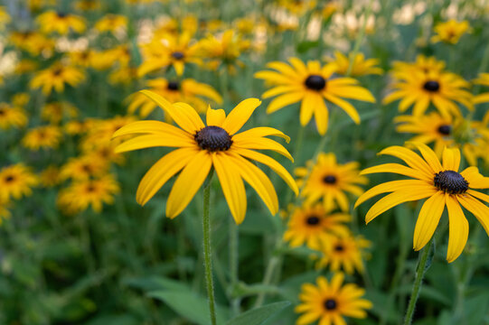 Black-eyed susan flowers blooming in a summer garden