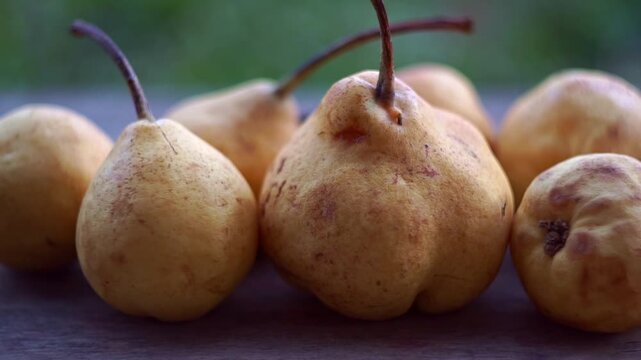 Extreme close up slow motion camera panning of ripe yellow wild pears on a rustic wooden table with a blurry garden background, horizontal video.