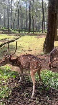 A pair of deer munching on greenery in a tranquil forest setting, embodying nature's beauty.