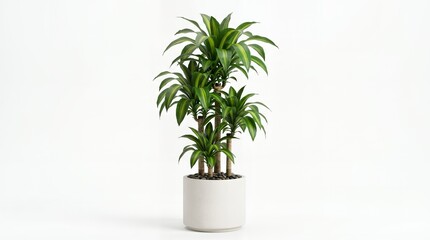 Fototapeta premium Potted Dracaena Fragrans corn plant with striped green leaves in white ceramic pot isolated on white background