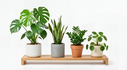 Fototapeta premium Assorted popular houseplants including Monstera and Snake Plant in minimalist pots on a wooden shelf against a white background