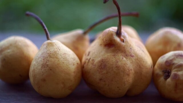 Extreme close up slow motion camera panning of ripe yellow wild pears on a rustic wooden table with a blurry garden background, horizontal video.