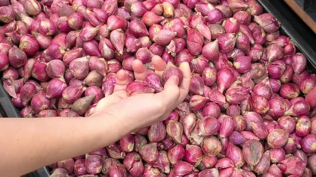 Close-up of a shopper selecting fresh red shallots from a market bin, inspecting organic small onions for quality and culinary use. Video 4k 60fps.