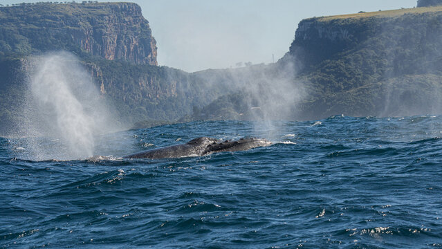 Humpback whale spouting water during sardine run