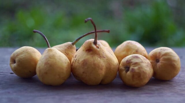 Slow motion camera panning of small yellow wild pears in a row on a rustic wooden table with a blurred green garden background, horizontal video.