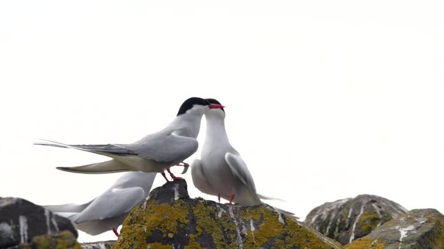 Three Arctic terns perched on a rugged stone wall on the Farne Islands, UK