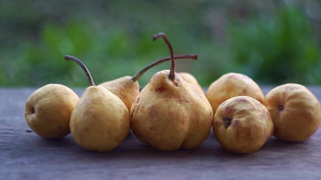 Slow motion camera panning of small yellow wild pears in a row on a rustic wooden table with a blurred green garden background, horizontal video.