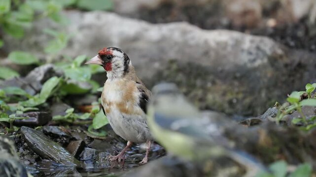 Stieglitz badet (Carduelis carduelis)
