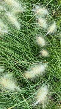 Closeup of ornamental fountain grass with soft fluffy seedheads in summer light creating a tranquil green texture suitable for garden design, landscape catalogs, social media
