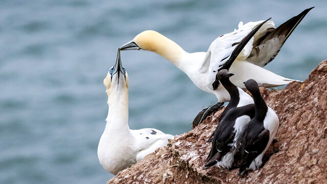 Pelican Feeding Its Chick by the Water