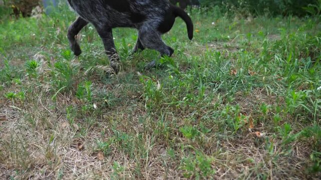 Playful brown drahthaar puppy running on grass at garden. Funny german wirehaired pointer dog plays with his owner jogging on green lawn at summer day. Concept of human and animal friendship. Slow mo