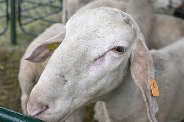Assaf Sheep In Farm Pen Detail © Visual Voyager
