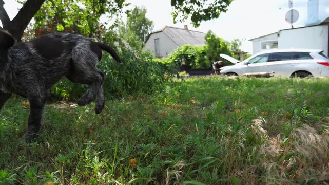 Playful brown drahthaar puppy running on grass at garden. Funny german wirehaired pointer dog plays with his owner jogging on green lawn at summer day. Concept of human and animal friendship. Slow mo