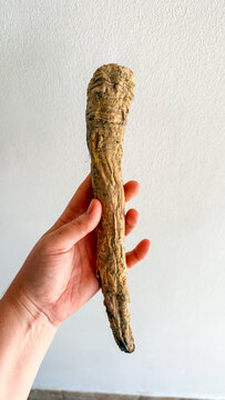 Caucasian hand holding a dried ginseng root against a neutral wall in soft natural light suitable for herbal medicine articles, wellness blogs, packaging and social media